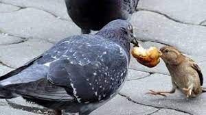 Keunikan dari jenis ini adalah badannya yang cenderung bulat atau gemuk sehingga tampak sangat menggemaskan. 12 Cara Menambah Nafsu Makan Pada Burung Merpati Arenahewan Com