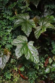 Image result for Begonia oxyloba