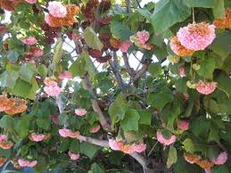 Image result for Dombeya
