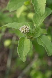 Image result for Blepharispermum