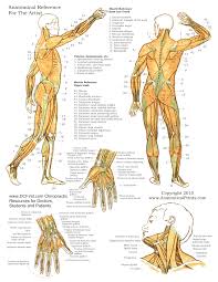 44 Right Human Body Chart Download