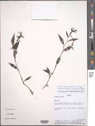 Image result for Floscopa africana