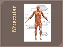 Muscles are the only tissue in the body that has the ability to contract and therefore move the other. How Many Bones Are In An Adult S Human Body Approximately How Many Muscles Do Humans Have 650 Muscles 206 Bones Ppt Download