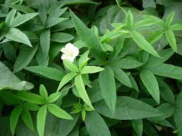 Image result for Merremia quinquefolia