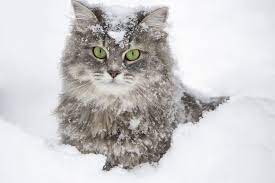 Siberian Cat Breed History Appearance Personality Health Factors