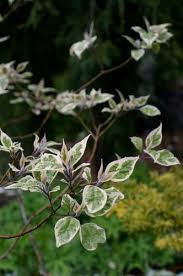 Image result for Clerodendrum ternatum