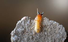 The terminate termite home defense system is being marketed under the spectracide name brand of lawn and garden insecticides. Termite Control Pest Control Services In Tampa Orlando Fl