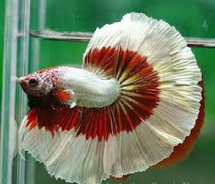 Ca Betta Co Gia Bao Nhieu