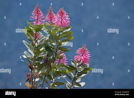 Image result for Impatiens oreocallis