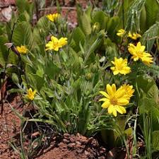 Image result for Aspilia africana