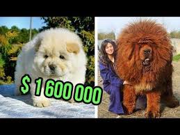 Try Not To Laugh At This Ultimate Funny Dog Video Compilation Funny Pet Videos Youtube Most Expensive Dog Expensive Dogs Dog Breeds