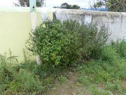 Image result for Pentarrhinum abyssinicum