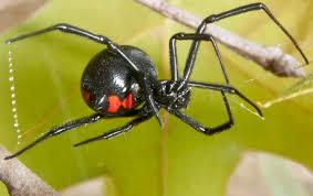 Christopher harbert on seotud selle ettevõttega. All States Lawn And Pest Blog Common Pest Pressures In Lehi Ut