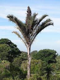 Image result for Raphia australis