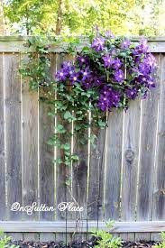 Tie the vines loosely to the stakes with string or plant ties. 12 Vines For Fence Ideas Vines Garden Vines Vine Fence