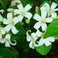 Bunga kemuning merupakan tumbuhan berkhasiat yang sering digunakan untuk obat herbal. Bunga Kemuning Pohon Kemuning Tanaman Hias Bibit Tanaman Bunga Shopee Indonesia