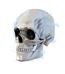 Follow along to learn how to draw a skull and cross bones easy, step by step. Human Skull From A Splash Of Watercolor Colored Drawing Realistic Vector Illustration Of Paints 2735601 Vector Art At Vecteezy