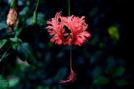 Tropical hibiscus and hardy hibiscus. 32 Different Types Of Hibiscus Flowers Home Stratosphere