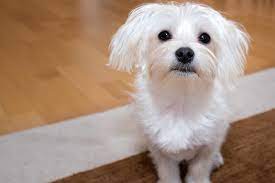 The cost to adopt a maltese is around $300 in order to cover the expenses of caring for the dog before adoption. Facts About Maltese Dogs