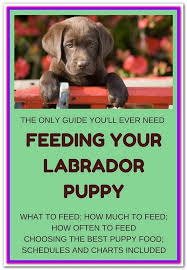 Best Dog Food For Chocolate Lab Puppies At A Glance Our