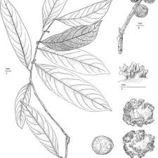 Image result for Corallocarpus triangularis