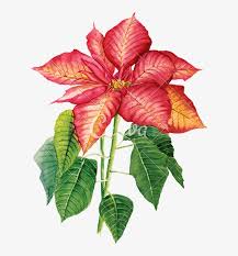Christmas gift plate with your hands. Watercolor Drawing With Poinsettia Craftemotions Clear Stamp A6 Weihnachtsstern Poinsettia Free Transparent Png Download Pngkey