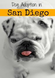 Search for dogs for adoption at shelters near san diego, ca. Dog Adoption In San Diego Dogvills