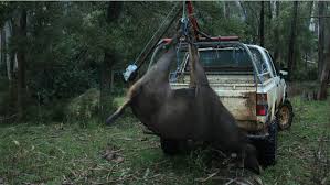 See more ideas about sambar deer, deer, animals. Sambar Deer In Texas Good To Eat Africahunting Com