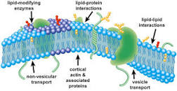 Image result for plasma membrane