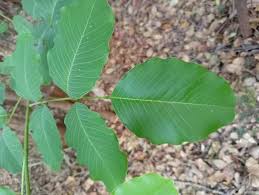 Image result for Khaya grandifoliola