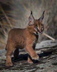 The caracal, also known as the desert lynx, is a wild cat that is widely distributed across africa, central asia and southwest asia into india. Ous Connaissez Le Caracal C Est Ce Magnifique Felin Aux Longues Oreilles Qui Vit En Afrique Et En Asie Centrale Caracal Kittens Caracal Cat Animals Wild