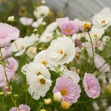 We are arborists and familiar with trees, plants, and flowers. Cosmos Cupcake Blush Cosmos Cosmos Flowers Flower Farm