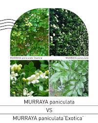 Image result for Murraya