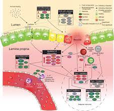This is a basic glossary for medical transcriptionists who use instant text. Characterization Of The Pathoimmunology Of Necrotizing Enterocolitis Reveals Novel Therapeutic Opportunities Nature Communications
