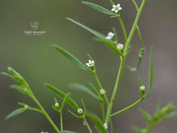 Image result for Thesium thamnus
