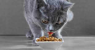 Certain nutrients, including many vitamins and amino acids, are degraded by the temperatures, pressures and chemical treatments used during manufacture. 10 Low Phosphorus Cat Food Updated 2018 Pawsome Kitty