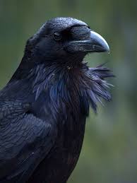 Big Bird With Large Beak Ravens Are One Of Several Larger Bodied Members Of The Genus Corvus Raven Birds Have Black Plumage And Large Beaks Description Fro Raven Pictures Crow Animals