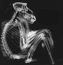 Pin By Jech Artofjech On X Ray Abstract Photographs Baboon Blueprint Art