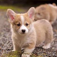 This is an informal blog dedicated to those wiley corgi pups. Corgi Mix Puppies Mn Petsidi