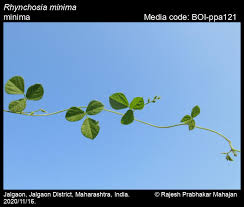 Image result for Rhynchosia tricuspidata