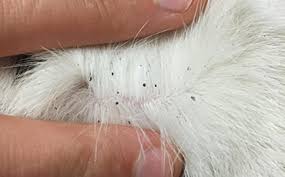If you've noticed any of the signs above and are wondering does my cat have fleas, the bad news is that there's a good chance they do. Fleas On Cats Pdsa