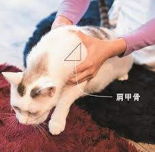 あなたもできる 抱っこが苦手な猫でも嫌がりにくい 抱き方 ３つのコツ ねこのきもちweb Magazine