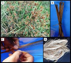 Image result for Cyperus margaritaceus