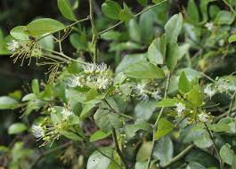 Image result for Capparis citrifolia