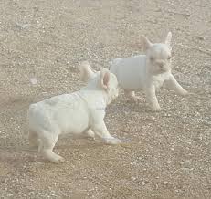 If your dog has special dietary needs or you opt for a raw food or organic. French Bulldog Colors Arlees French Bulldogs