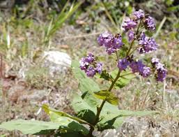 Image result for Wigandia urens