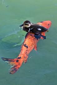 Frog riding frog riding frog riding frog. Animal Image Galleries Animalimage Net Animals Animals Friendship Cute Animals