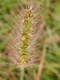 Image result for Setaria parviflora