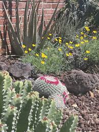 Image result for Alloeochaete