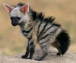 The Aardwolf Is A Small Mammal Native To East Africa And Southern Africa Animales Exoticos Animales Lindos Animales Asombrosos